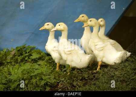 domestic duck (Anas platyrhynchos f. domestica), five duck chicken standing in front of a blue wooden board, Germany Stock Photo
