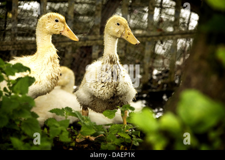 domestic duck (Anas platyrhynchos f. domestica), group of duck chicks comming out of the water , Germany Stock Photo