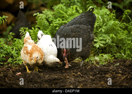domestic fowl (Gallus gallus f. domestica), mother hen and her chicks searching food in chicken run, Germany Stock Photo