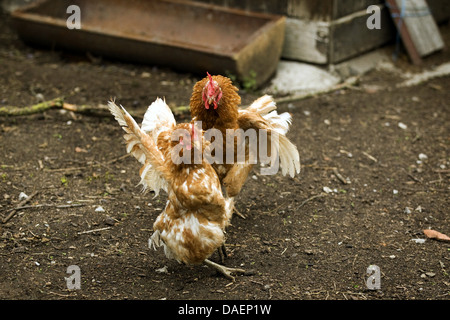 domestic fowl (Gallus gallus f. domestica), two brown chicken fighting, Germany Stock Photo
