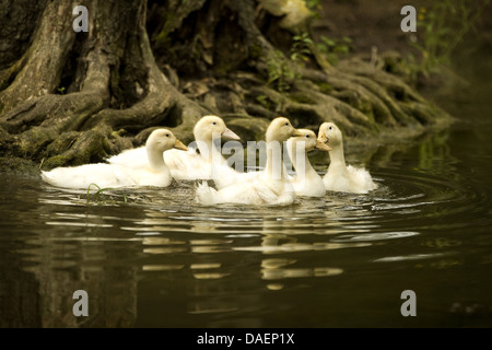 domestic duck (Anas platyrhynchos f. domestica), group of duck chicks swimming in a creek, Germany Stock Photo