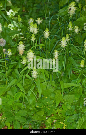 spiked rampion (Phyteuma spicatum), blooming, Germany Stock Photo