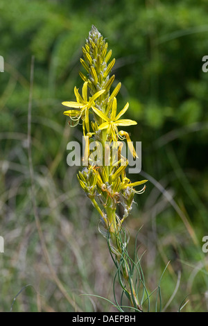 Asphodeline lutea, King's Spear, Yellow Asphodel (Asphodeline lutea), inflorescence Stock Photo