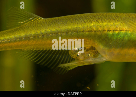 Sarasins Minnow (Oryzias sarasinorum), eggs with larva in a ventral fin sac Stock Photo