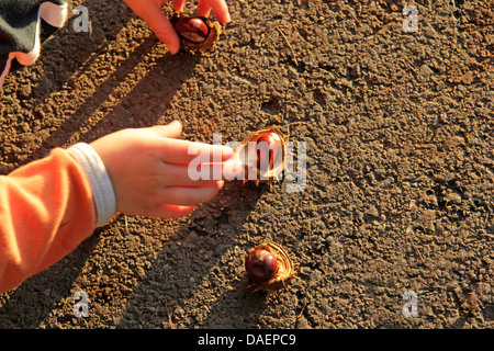 little child collecting chestnuts from the asphalt, Germany Stock Photo