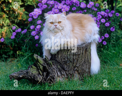 domestic cat, house cat, Persian (Felis silvestris f. catus), lying on a tree stub in a garden, Germany Stock Photo
