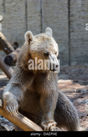 bear playing on a wooden staircase Stock Photo