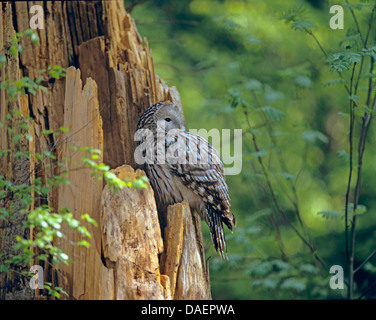 ural owl (Strix uralensis), sitting on a dead tree, Germany Stock Photo