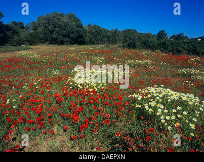 Crown Daisy, Garland Chrysanthemum (Chrysanthemum coronarium), meadow with poppy and Crown Daisy, Spain, Balearen, Majorca Stock Photo