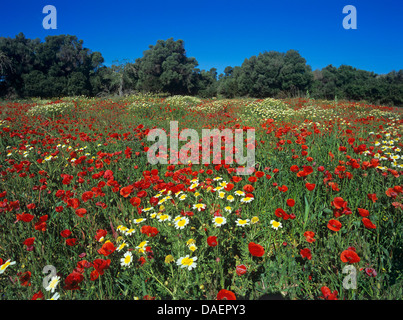 Crown Daisy, Garland Chrysanthemum (Chrysanthemum coronarium), meadow with poppy and Crown Daisy, Spain, Balearen, Majorca Stock Photo