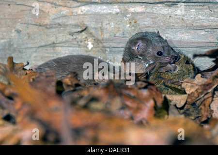 least weasel (Mustela nivalis), carryibg caught mouse, Germany, Bavaria Stock Photo