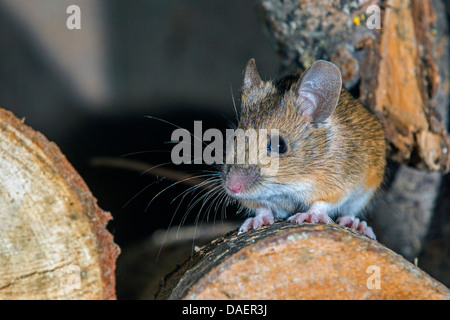 wood mouse, long-tailed field mouse (Apodemus sylvaticus), sitting on a pile of wood, Germany, Bavaria Stock Photo