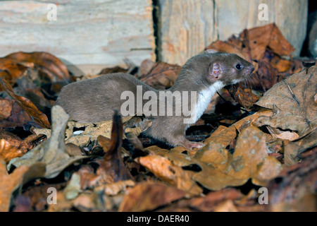 least weasel (Mustela nivalis), on autumn leaves, Germany, Bavaria Stock Photo