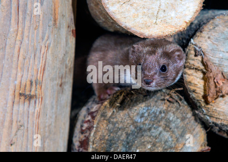 least weasel (Mustela nivalis), peeking out of pile of wood, Germany, Bavaria Stock Photo