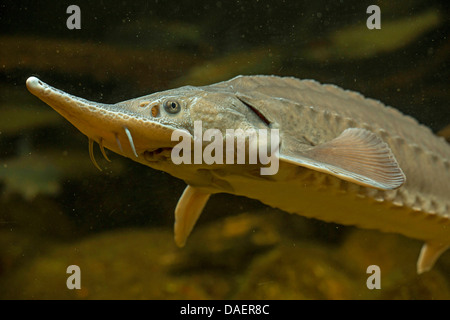 Siberian sturgeon (Acipenser baerii), half-length portrait from below Stock Photo