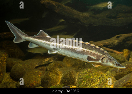 Danube sturgeon, Russian sturgeon, osetr (Acipenser gueldenstaedti), swimming, side view Stock Photo