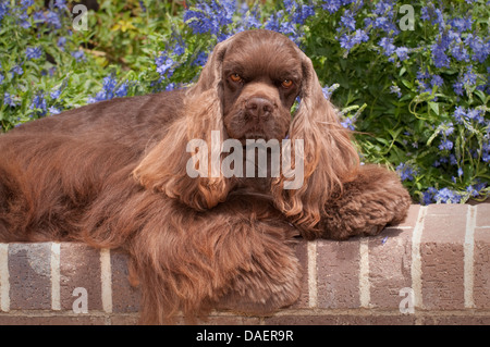 American Cocker spaniel lying on brick wall Stock Photo