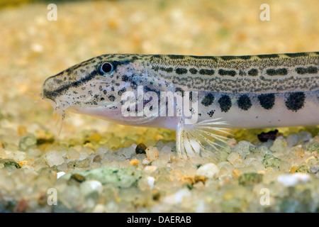 spined loach, spotted weatherfish (Cobitis taenia), portrait at a gravel ground Stock Photo