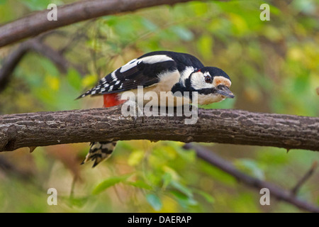 Great spotted woodpecker (Picoides major, Dendrocopos major), sitting on a rose branch, Germany, Bavaria