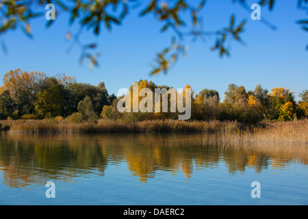 lake shore with reed bed in autumn, Germany, Bavaria, Lake Chiemsee Stock Photo