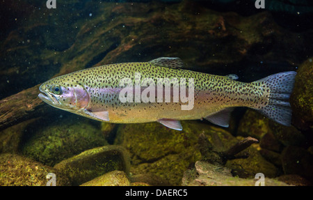 Underwater View Of A Rainbow Trout Swimming Upstream In Montana Creek 