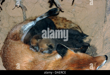 red fox (Vulpes vulpes), female in the den suckling kits, Germany Stock Photo