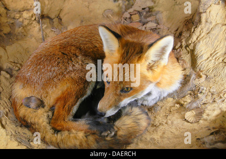red fox (Vulpes vulpes), female with newborn kits in the den, Germany Stock Photo