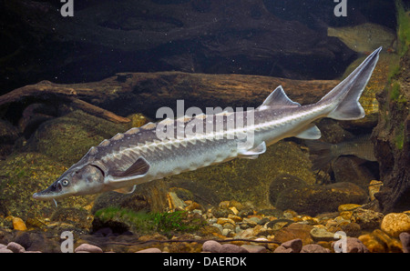 Danube sturgeon, Russian sturgeon, osetr (Acipenser gueldenstaedti), swimming Stock Photo