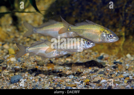 carp, common carp, European carp (Cyprinus carpio), shoal of one summer old fishes at the gravel ground of a water Stock Photo