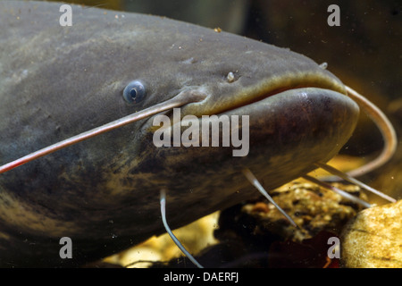 European catfish, wels, sheatfish, wels catfish (Silurus glanis), portrait Stock Photo