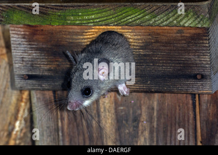 edible dormouse, edible commoner dormouse, fat dormouse, squirrel-tailed dormouse (Glis glis), peering out of a nest box, Germany, Bavaria Stock Photo