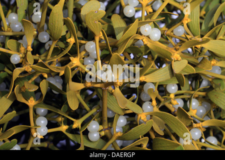 mistletoe (Viscum album subsp. album), with berries, Germany, Bavaria Stock Photo