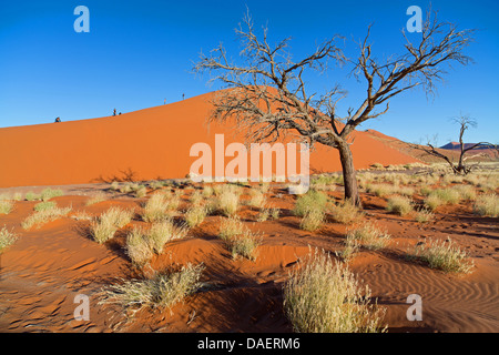 Namib desert in Namibia, Namibia, Namib Naukluft National Park, Sossusvlei Stock Photo