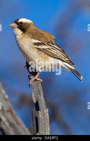 white-browed sparrow weaver (Plocepasser mahali), sitting on a dry branch, South Africa, Kgalagadi Transfrontier National Park, Northern Cape