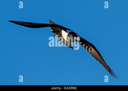 pied crow (Corvus albus), flying, Namibia, Namib Naukluft National Park, Hardap, Sesriem Stock Photo