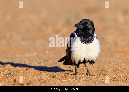 pied crow (Corvus albus), sitting on the ground, Namibia, Namib Naukluft National Park, Hardap, Sesriem Stock Photo