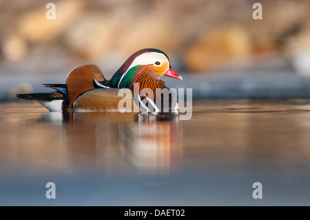mandarin duck (Aix galericulata), male on a pond, Germany Stock Photo