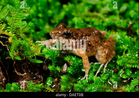 Long-legged Cricket frog (Fejervarya limnocharis, Fejervarya syhadrensis ), sitting on moss, Sri Lanka, Sinharaja Forest National Park Stock Photo