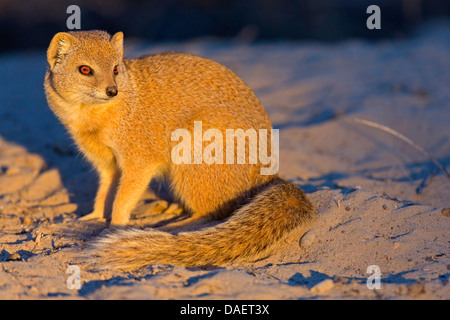 yellow mongoose (Cynictis penicillata), sitting in evening light, South Africa, Kgalagadi Transfrontier National Park, Northern Cape, Nossob Stock Photo