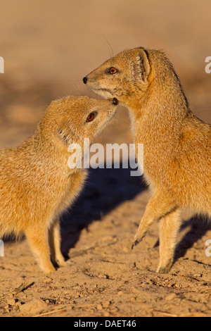 yellow mongoose (Cynictis penicillata), young individual greeting adult one, South Africa, Kgalagadi Transfrontier National Park, Northern Cape, Nossob Stock Photo