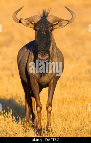 blue wildebeest, brindled gnu, white-bearded wildebeest (Connochaetes taurinus), standing on dried grass, South Africa, Northern Cape, Kgalagadi Transfrontier National Park Stock Photo