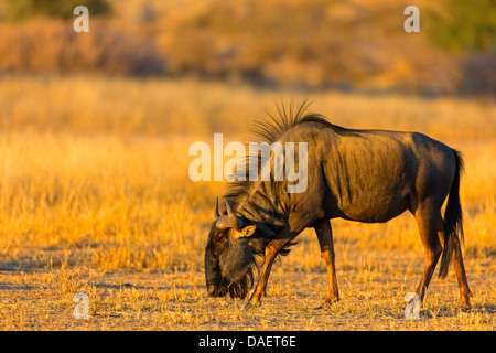 blue wildebeest, brindled gnu, white-bearded wildebeest (Connochaetes taurinus), standing on dried grass and feeding, South Africa, Northern Cape, Kgalagadi Transfrontier National Park Stock Photo