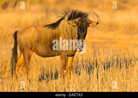 blue wildebeest, brindled gnu, white-bearded wildebeest (Connochaetes taurinus), standing on dried grass and feeding, South Africa, Northern Cape, Kgalagadi Transfrontier National Park Stock Photo