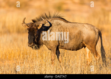blue wildebeest, brindled gnu, white-bearded wildebeest (Connochaetes taurinus), standing on dried grass and feeding, South Africa, Northern Cape, Kgalagadi Transfrontier National Park Stock Photo