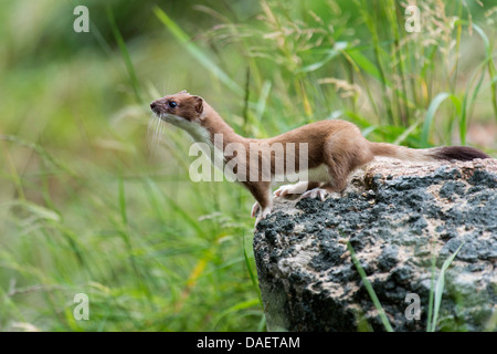 ermine, stoat (Mustela erminea), sitting in summer coat on a stone, Germany Stock Photo