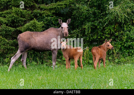 elk, European moose (Alces alces alces), cow elk standing with her two calf elks in front of a bush and feeding, Norway Stock Photo