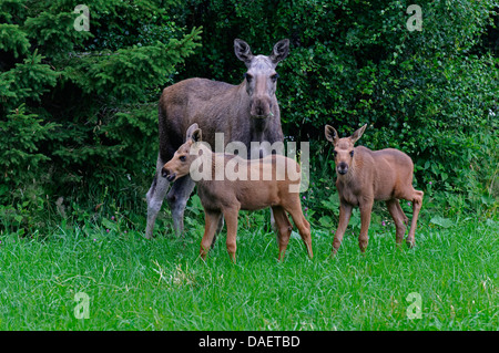 elk, European moose (Alces alces alces), cow elk standing with her two calf elks in front of a bush, Norway Stock Photo