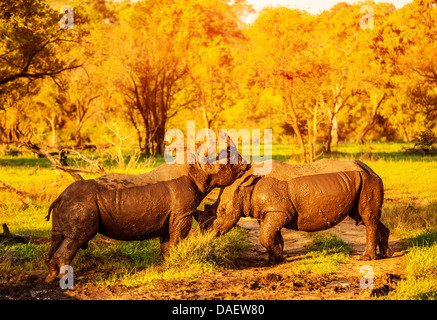 Two fighting rhinoceros in the African park, aggressive animals, big five, couple of playful rhino, nature of savanna Stock Photo