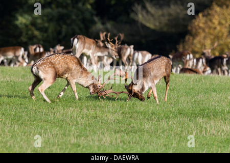 Fallow Deer bucks fighting