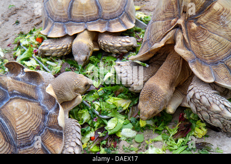 Fort Ft. Lauderdale Weston Florida,Fort Ft. Lauderdale,Sawgrass Recreation Park,Everglades,gopher tortoise,eating,lettuce,FL130601039 Stock Photo
